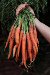 food_carrots
